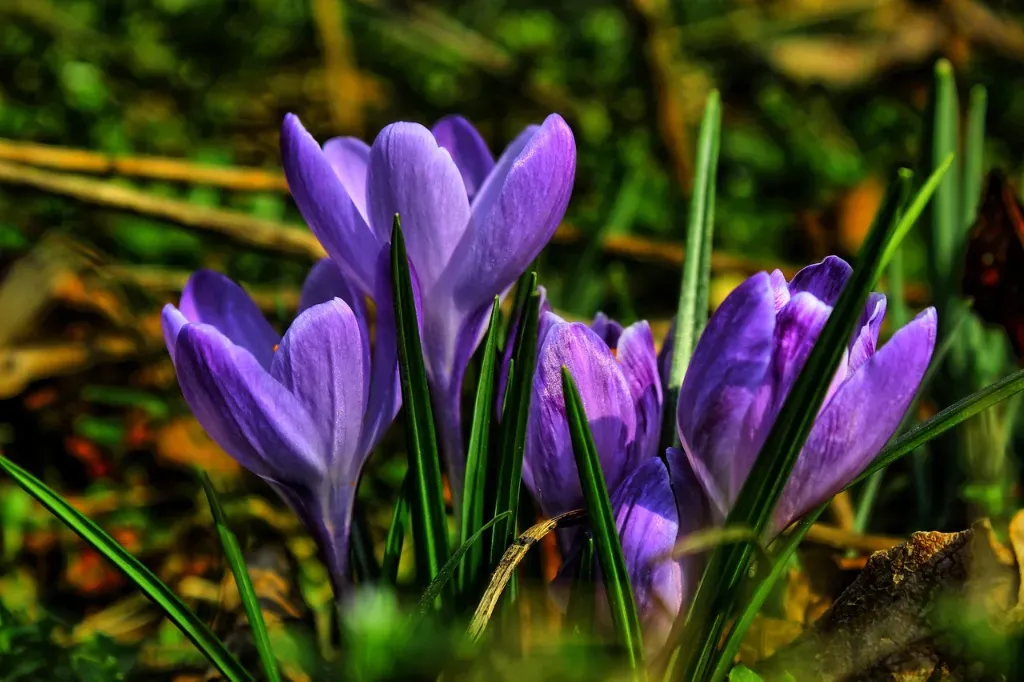 odkryj piękno krokusów