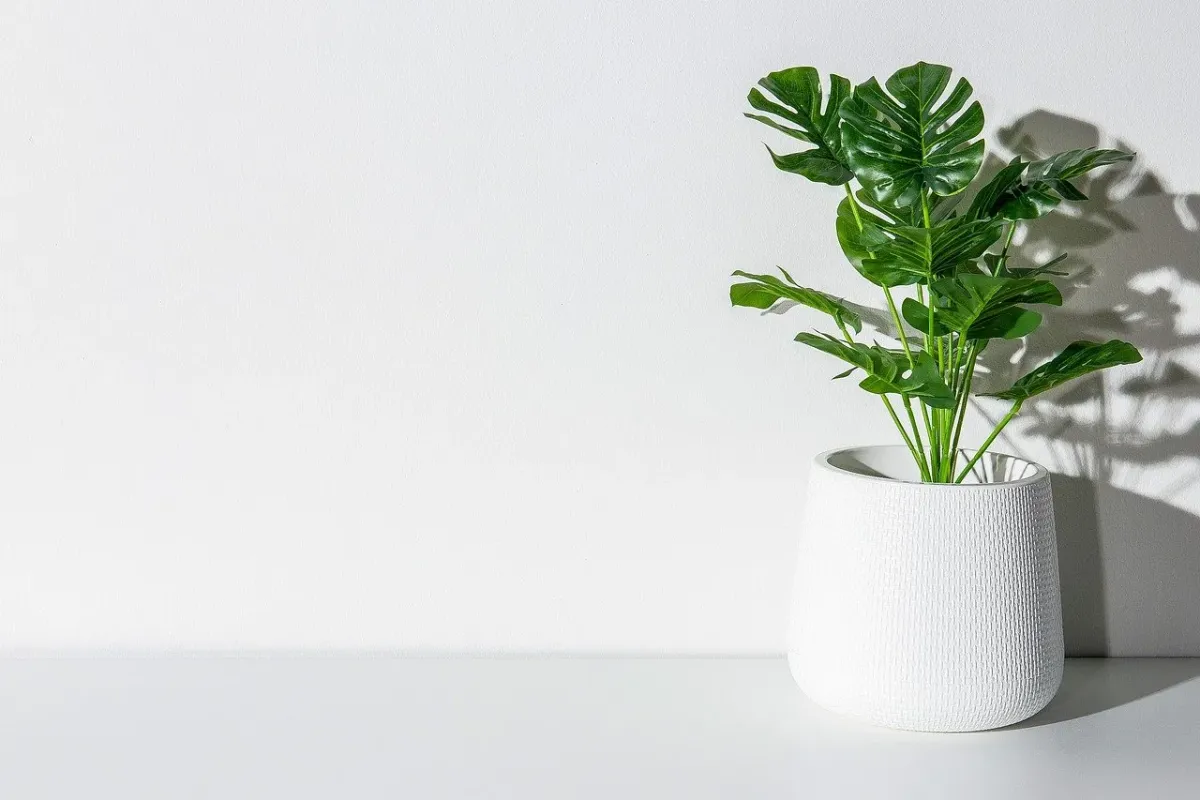 Monstera Variegata: charakterystyka