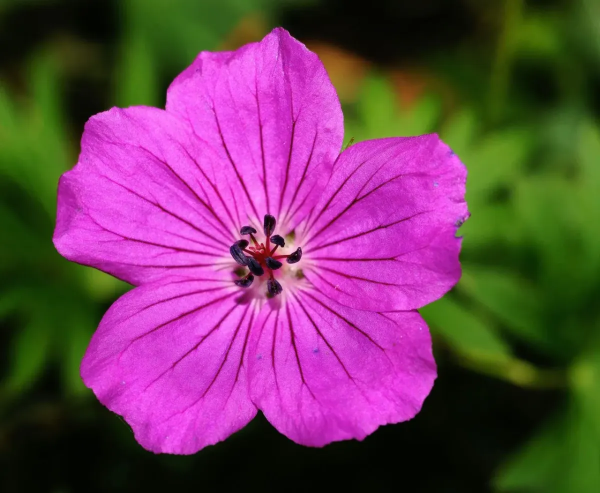 Dlaczego pelargonia nie kwitnie?