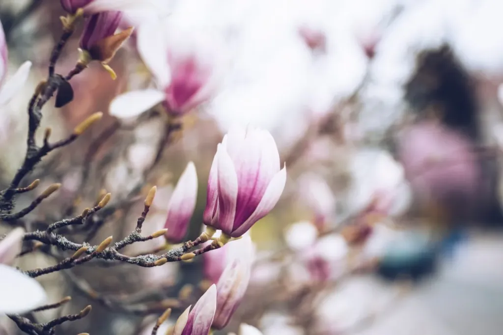 Kiedy kwitnie magnolia?