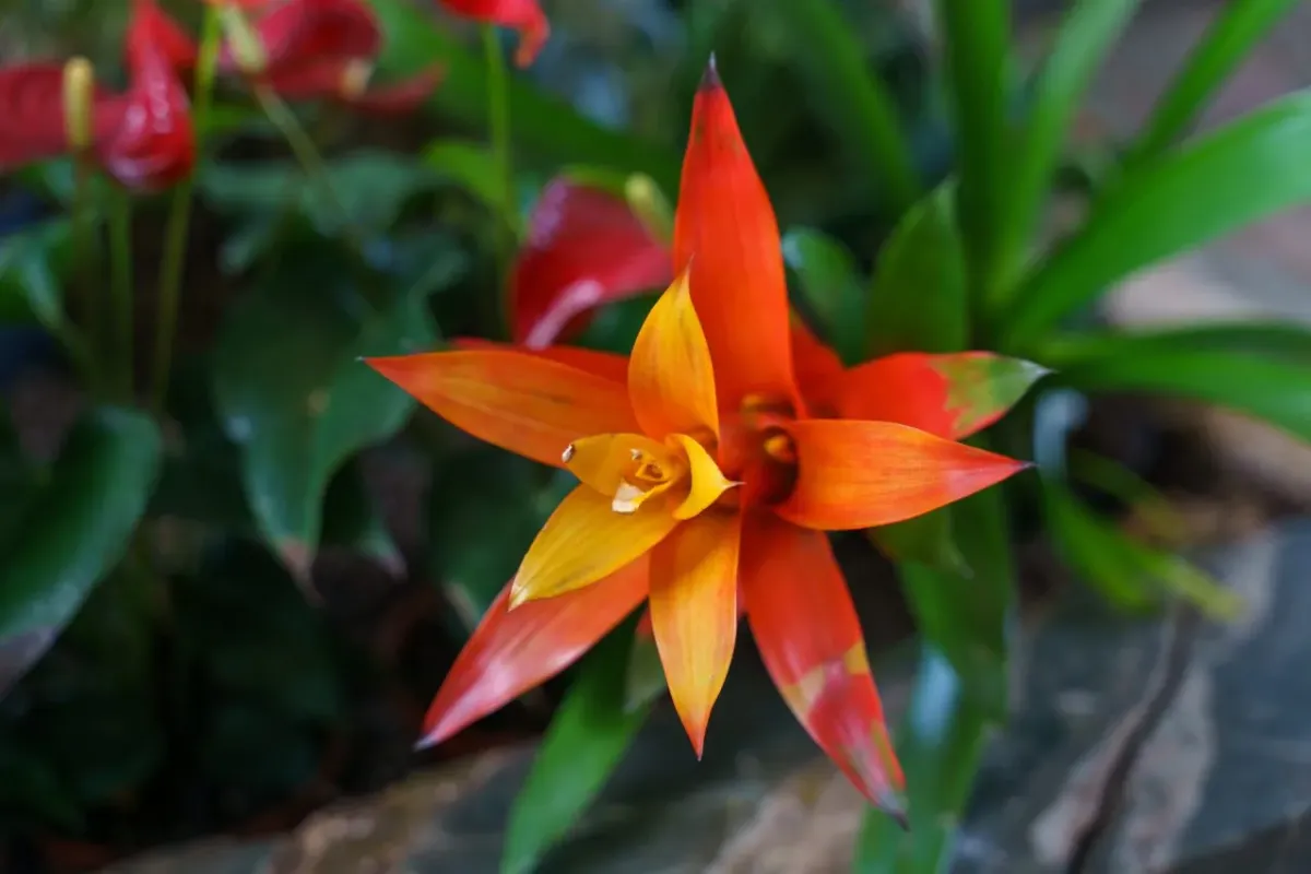 Kwiat bromelia - co ile podlewać?