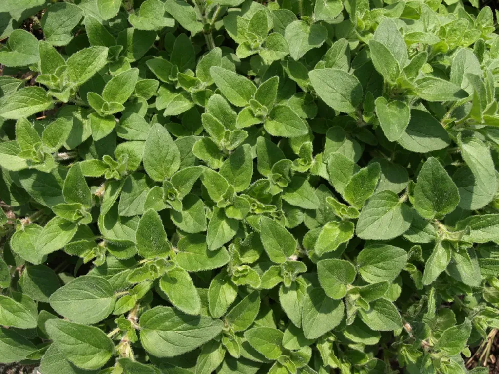 Zielnik w Twoim domu - kiedy kwitnie oregano