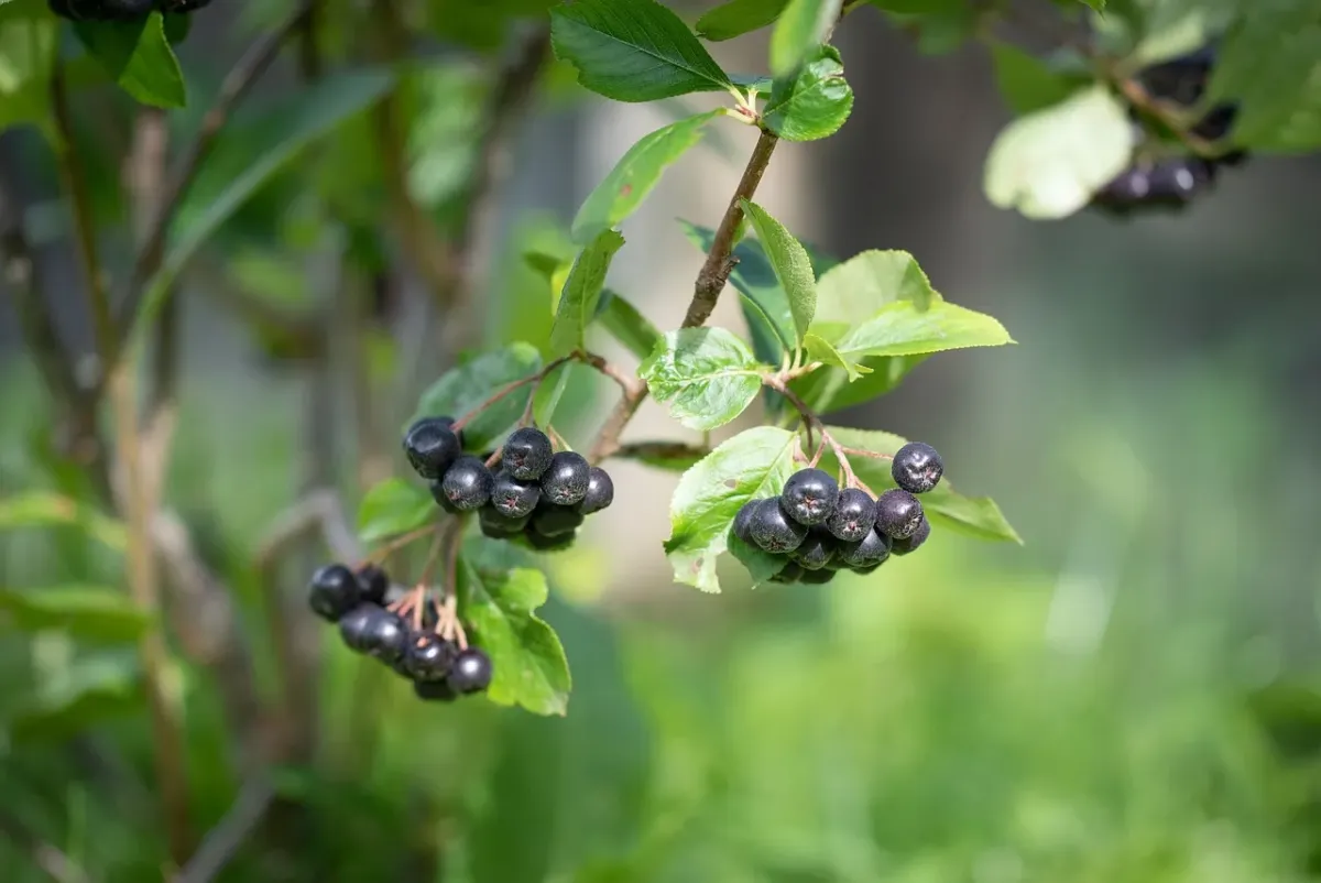 Czas na przetwory! Kiedy kwitnie aronia?