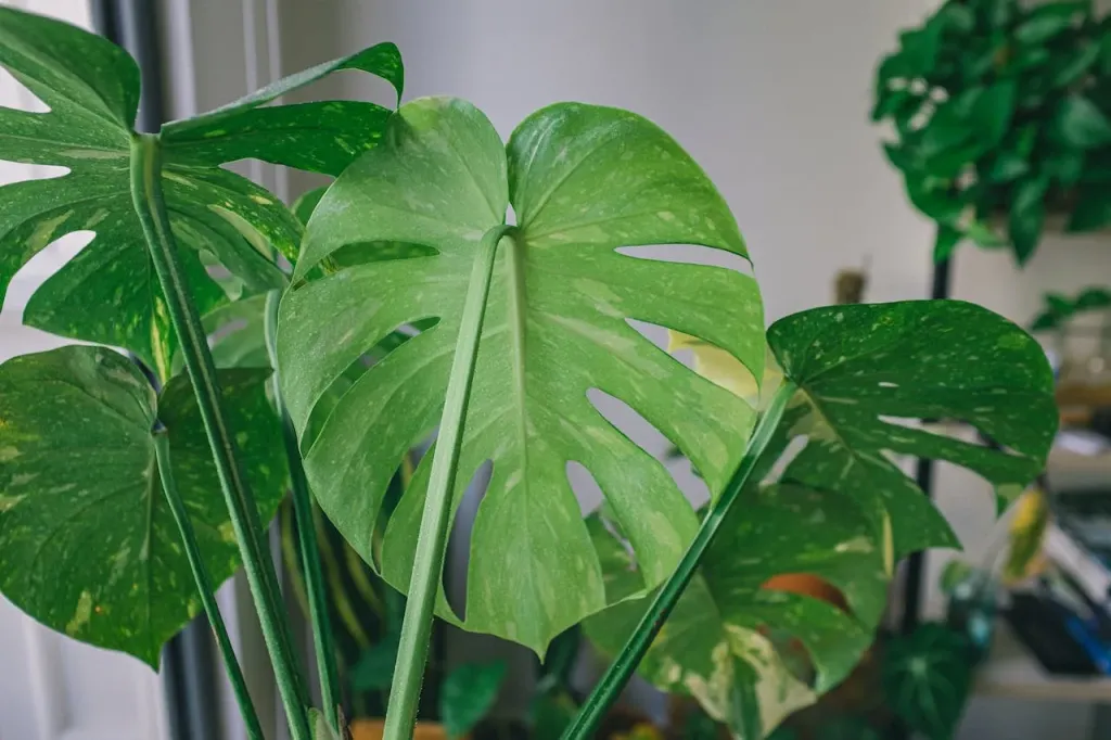 Monstera ma plamy na liściach? Sprawdź, co to może oznaczać