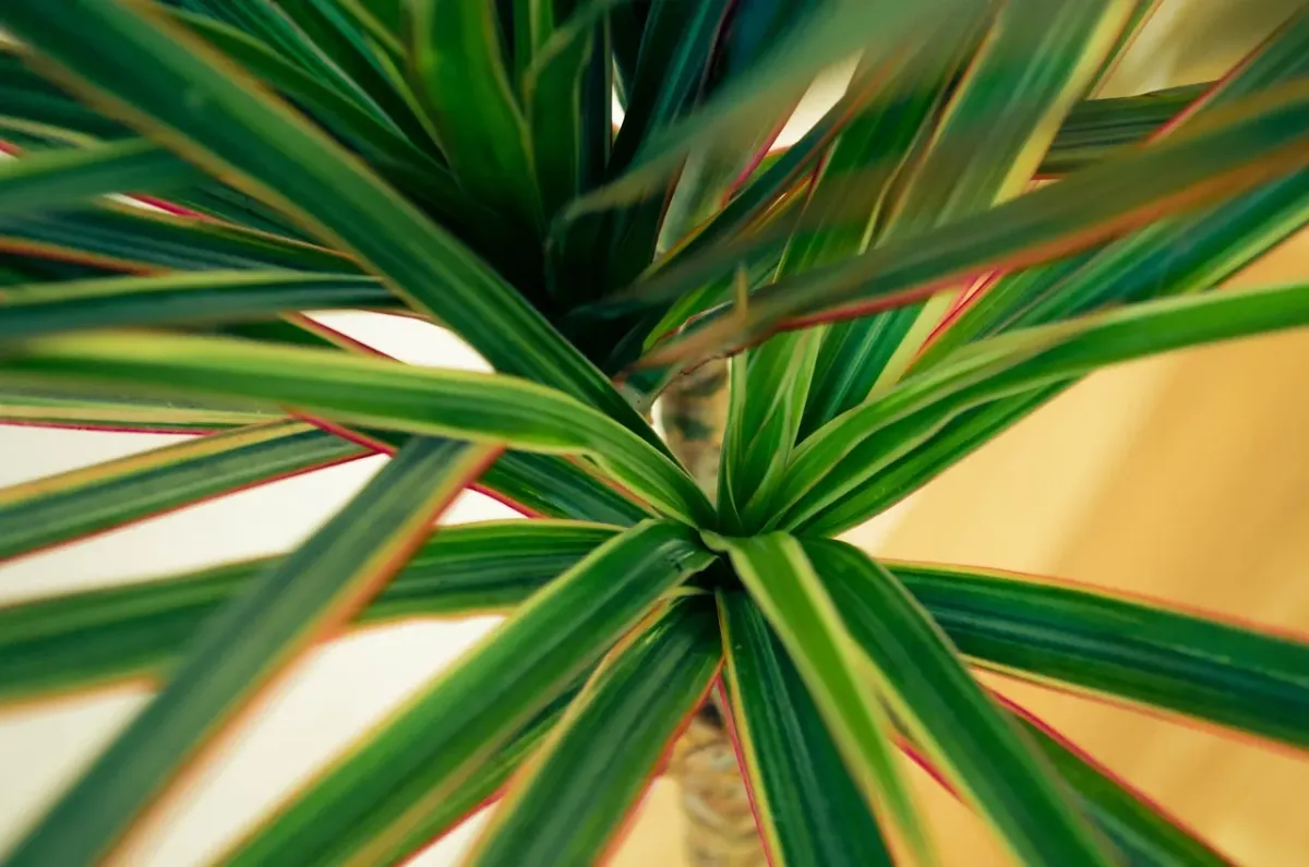 Wyjątkowe rośliny drzewiaste do domu - kiedy kwitnie dracena