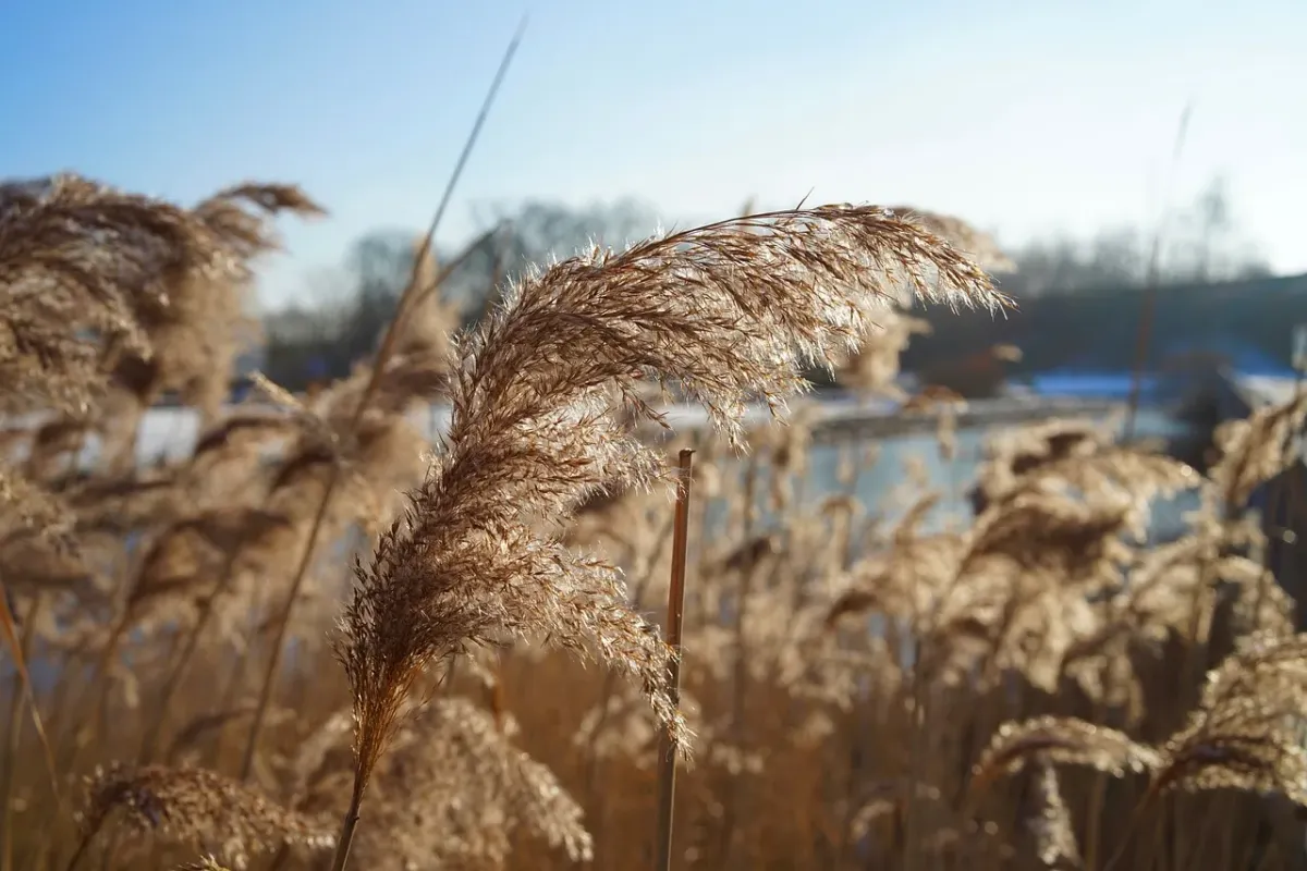 Trawa pampasowa – kiedy kwitnie pierwszy raz?