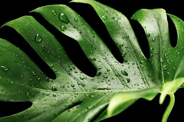 Monstera Variegata: charakterystyka