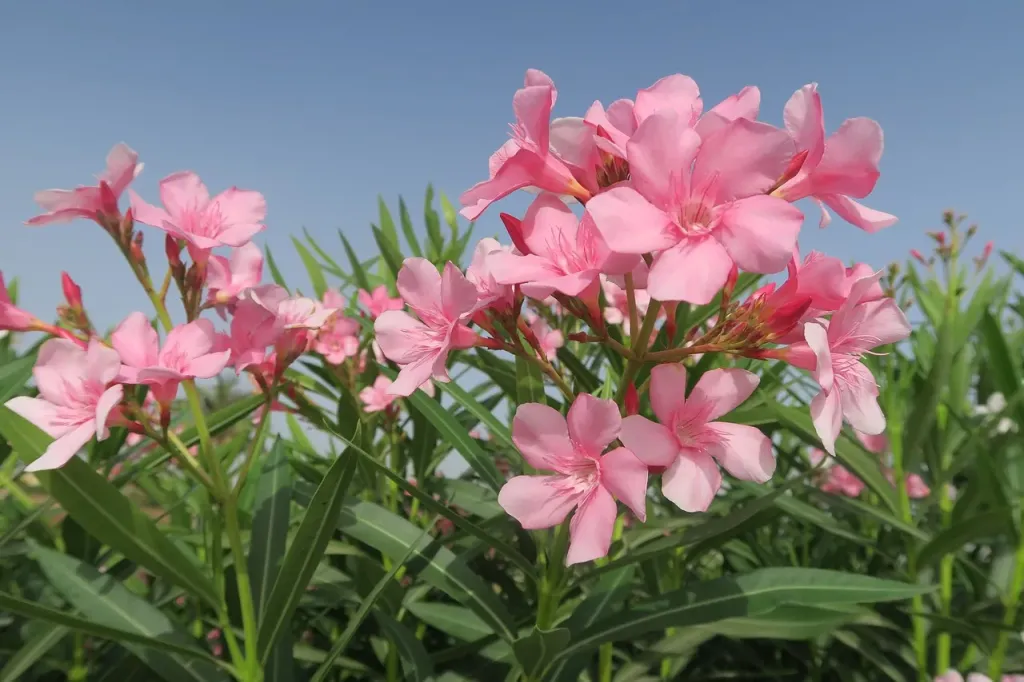 Najpiękniejsze kwiaty ogrodowe - kiedy kwitnie oleander