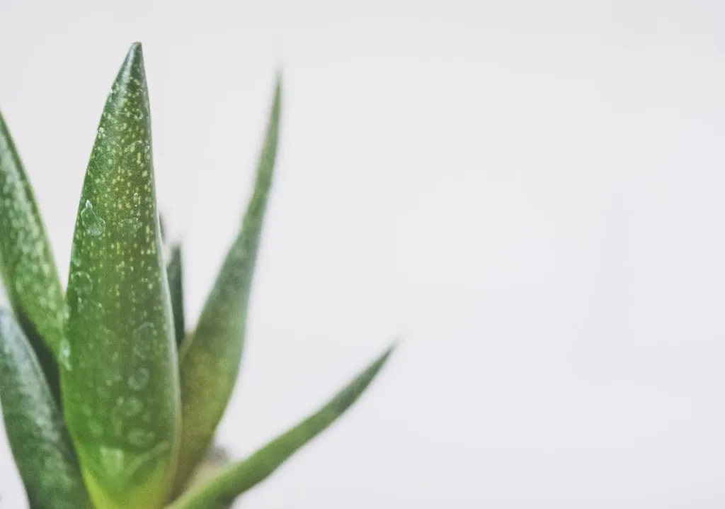 Jak kwitnie aloes?