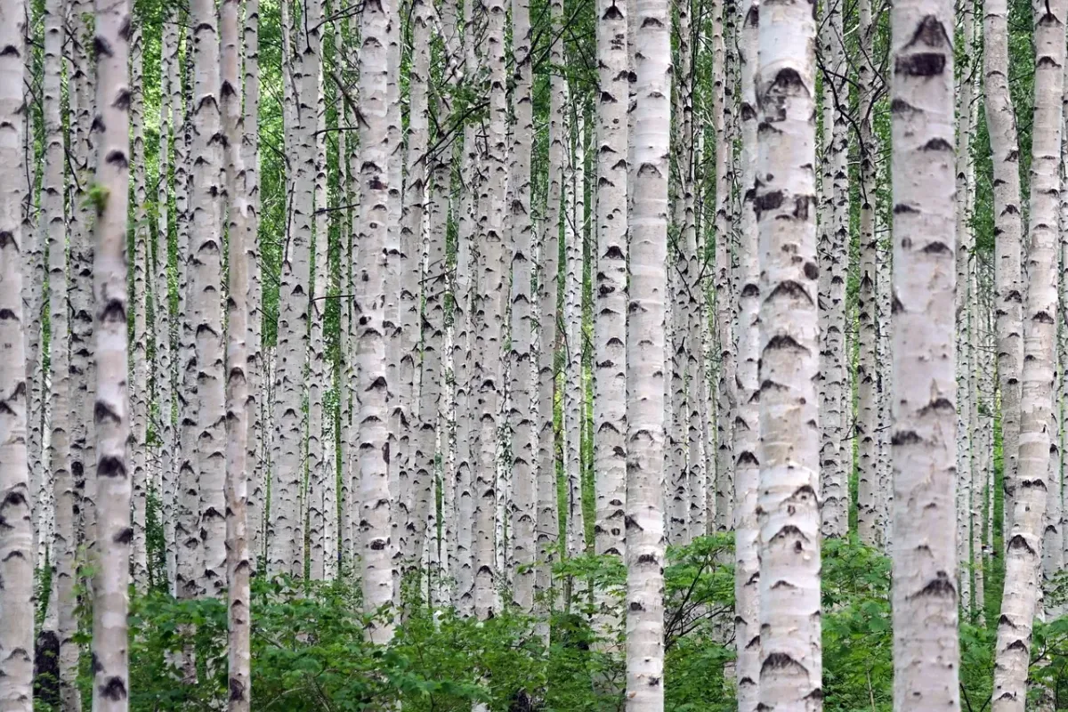 Wzmocnij swój organizm naturalnie - kiedy kwitnie brzoza